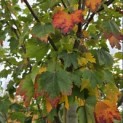 Acer Rubrum 'Brandywine' - 4