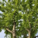 Gleditsia triacanthos 'Skyline' - 1