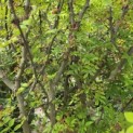 Zanthoxylum simulans - Foto 3