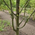 Carpinus betulus - 1