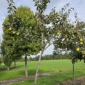 Cydonia Oblonga 'Vranja' - Foto 2
