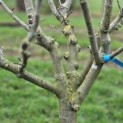 Malus domestica 'Red Elstar' - Foto 2