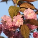 Prunus serrulata 'Kanzan' - Foto 1