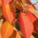 Prunus serrulata 'Kanzan' - Foto 2