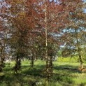 Fagus sylvatica 'Atropunicea' - 4