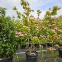 Cornus 'Rosy Teacups' - Foto 1