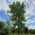 Liquidambar styraciflua - 3