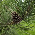 Pinus nigra Oregon Green - 8