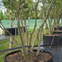 Magnolia 'Susan' - Foto 2