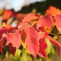 Parrotia persica 'Vanessa'