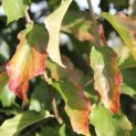 Parrotia persica 'Vanessa'