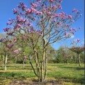 Magnolia 'Susan' - 2
