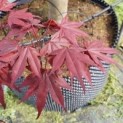 #632 acer palmatum 'Atropurpureum' Japanischer Ahorn