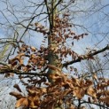 Fagus sylvatica - Foto 1