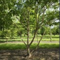 Heptacodium miconoides - 2