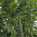 Magnolia 'Wada's Memory' - 5