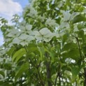 Cornus kousa 'Milky Way' - Foto 2