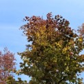 Fagus sylvatica 'Atropunicea' - 1