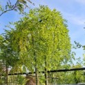 Sophora Japonica 'Pendula' - augustus 2024