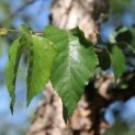 betula nigra
