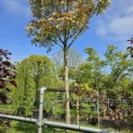 Photinia fraseri 'Red Robin' - 5