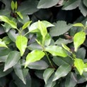 Prunus Lusitanica - 1
