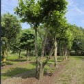 Platanus x Hispanica - mei 2026