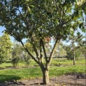 Prunus laurocerasus 'Rotundifolia' - Foto 1