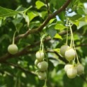 Styrax japonicus - 1