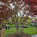 Acer palmatum 'Atropurpureum' - Foto 2