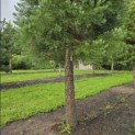 Sequoiadendron giganteum - 1