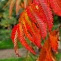 Rhus typhina - Foto 3