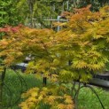 Acer shirasawanum 'Autumn Moon' - 1