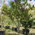 Magnolia 'Susan' - 1