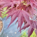 Acer palmatum 'Bloodgood' - Foto 5