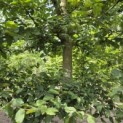 Carpinus betulus - 1