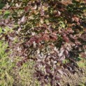 Fagus sylvatica 'Atropunicea' - Foto 3