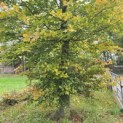 Fagus sylvatica - Foto 6