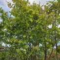 Parrotia persica - Foto 3