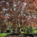 Acer palmatum 'Atrolineare' - 6