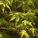 Acer palmatum - 2