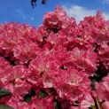 Rhododendron Yakushimanum 'Sonatine' - Foto 1