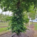 Fagus sylvatica - Foto 2