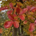 Lagerstroemia indica 'Rosea' - 1