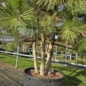 Pinus nigra 'Nigra' - Foto 1