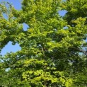 Fagus sylvatica - 4