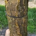 Maackia amurensis - 1