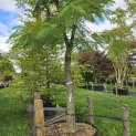 Albizia julibrissin - 2