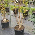 Betula utilis 'Doorenbos' - 2
