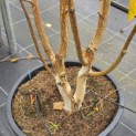 Betula utilis 'Doorenbos' - 1